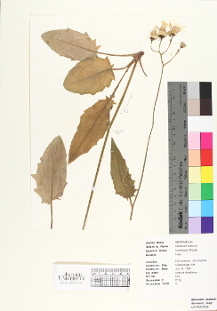 primary herbarium image