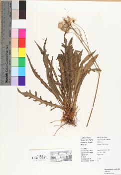 primary herbarium image