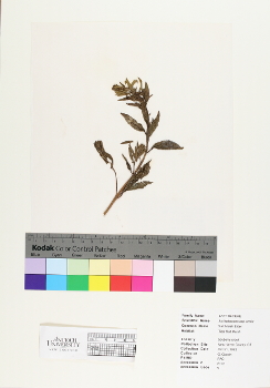 primary herbarium image