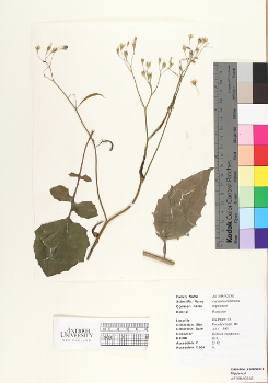primary herbarium image