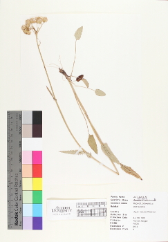 primary herbarium image