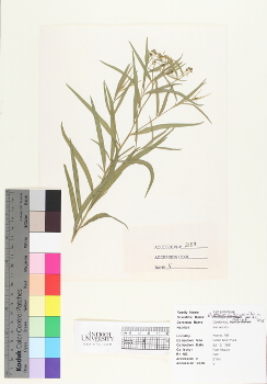 primary herbarium image