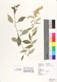 primary herbarium image