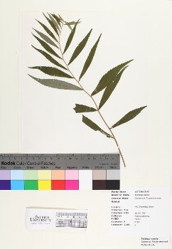 primary herbarium image