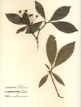 primary herbarium image