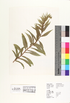 primary herbarium image