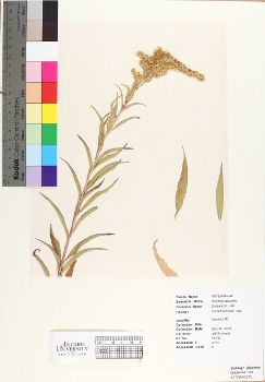 primary herbarium image