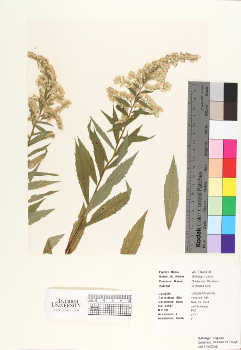 primary herbarium image