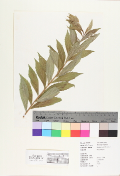 primary herbarium image