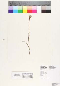 primary herbarium image