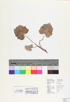 primary herbarium image
