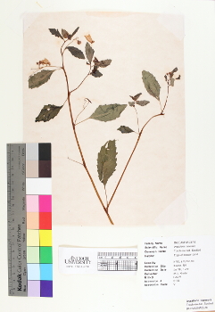 primary herbarium image