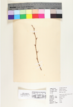 primary herbarium image