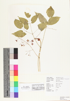 primary herbarium image