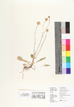primary herbarium image