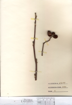 primary herbarium image