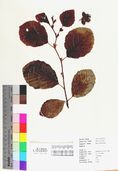 primary herbarium image