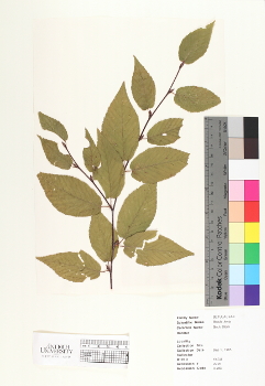 primary herbarium image