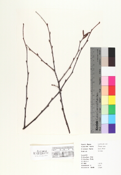 primary herbarium image