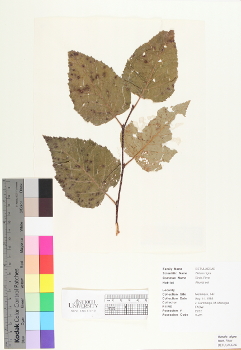 primary herbarium image