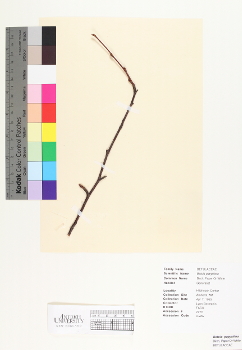 primary herbarium image