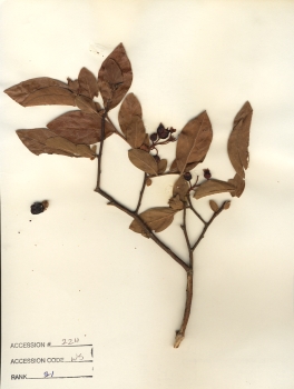 primary herbarium image