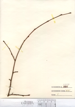 primary herbarium image