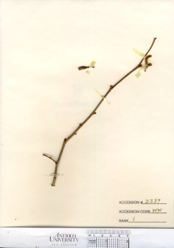 primary herbarium image