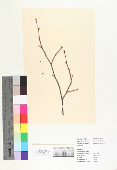 primary herbarium image