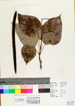 primary herbarium image
