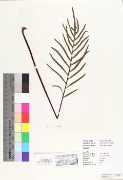 primary herbarium image