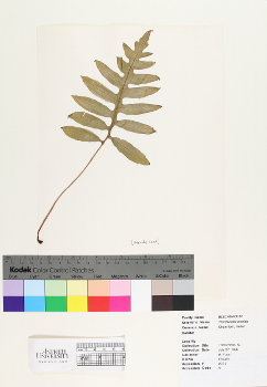 primary herbarium image