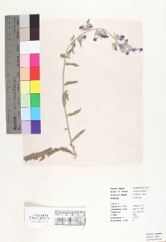 primary herbarium image