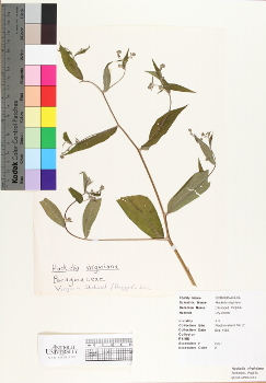 primary herbarium image