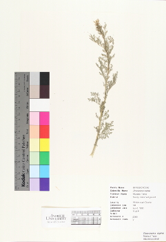 primary herbarium image