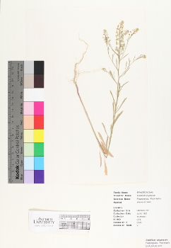 primary herbarium image