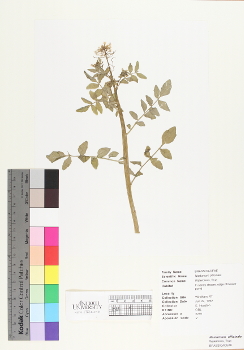 primary herbarium image