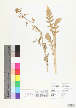 primary herbarium image