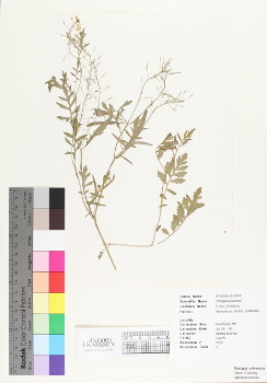 primary herbarium image