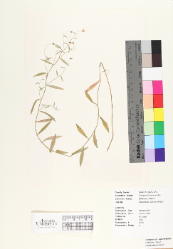 primary herbarium image