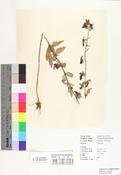 primary herbarium image