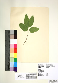 primary herbarium image