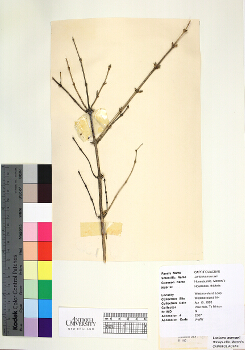 primary herbarium image