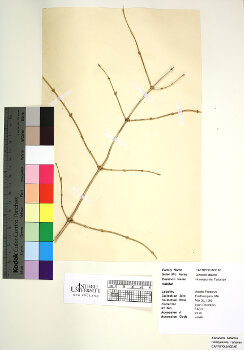 primary herbarium image