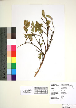 primary herbarium image