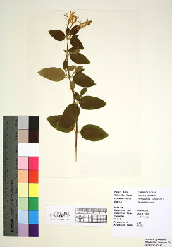 primary herbarium image