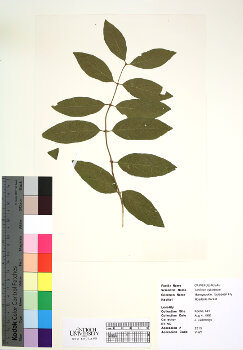 primary herbarium image