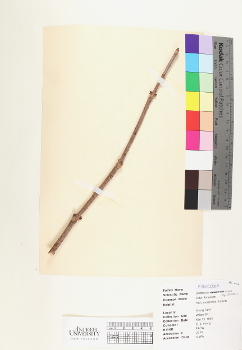 primary herbarium image