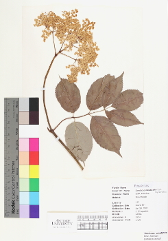 primary herbarium image