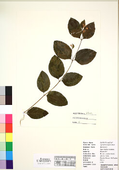 primary herbarium image